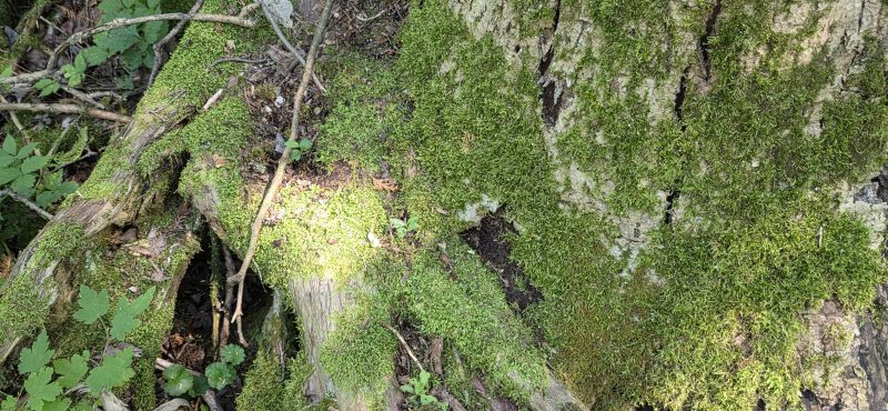 Bright green moss covering a decaying log and the base of a tree trunk in shady woods