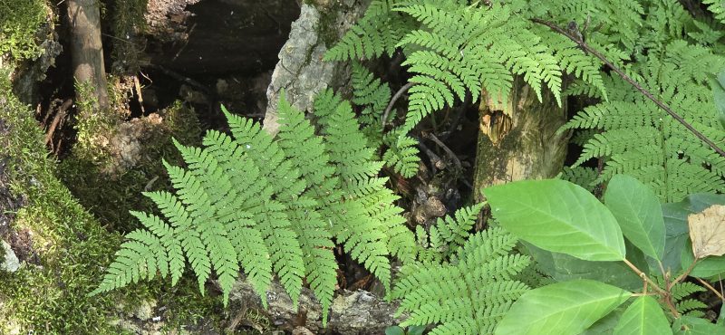 A lacy green woodland fern growing among moss beside an old rotting log
