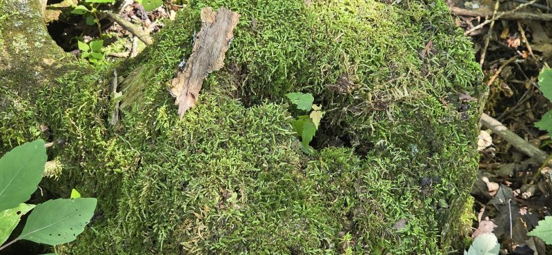 An old tree stump turned into a soft green mound of moss, with tiny seedlings sprouting on top