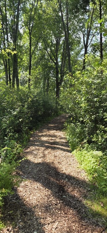 A wood-chip walking trail winding through green woods in dappled sunlight at Bubolz Nature Preserve