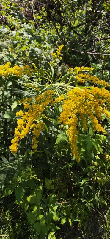 Goldenrod with arching plumes of small yellow flowers beginning to open in a late-summer prairie