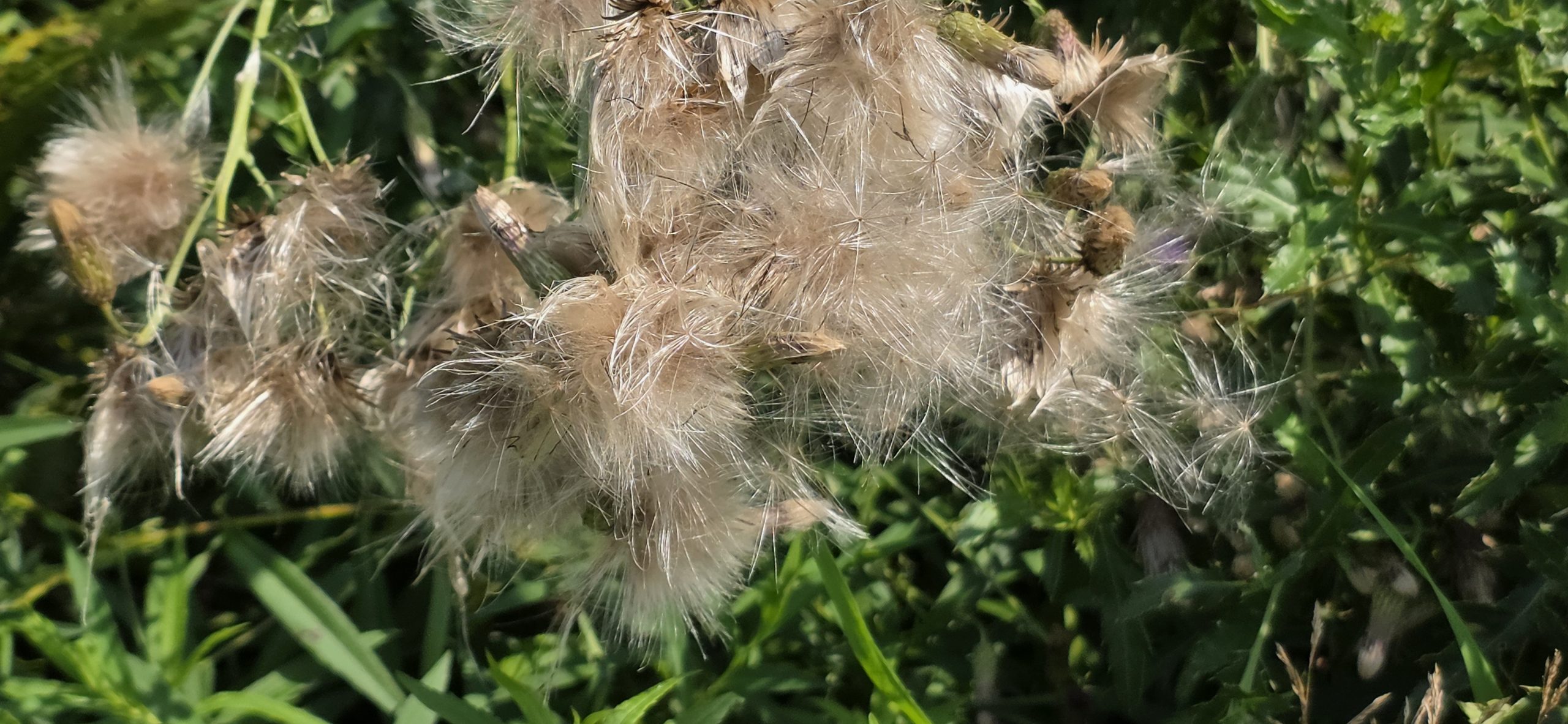 A thistle flower head gone to seed, turned to silky white down, with spiny green leaves below