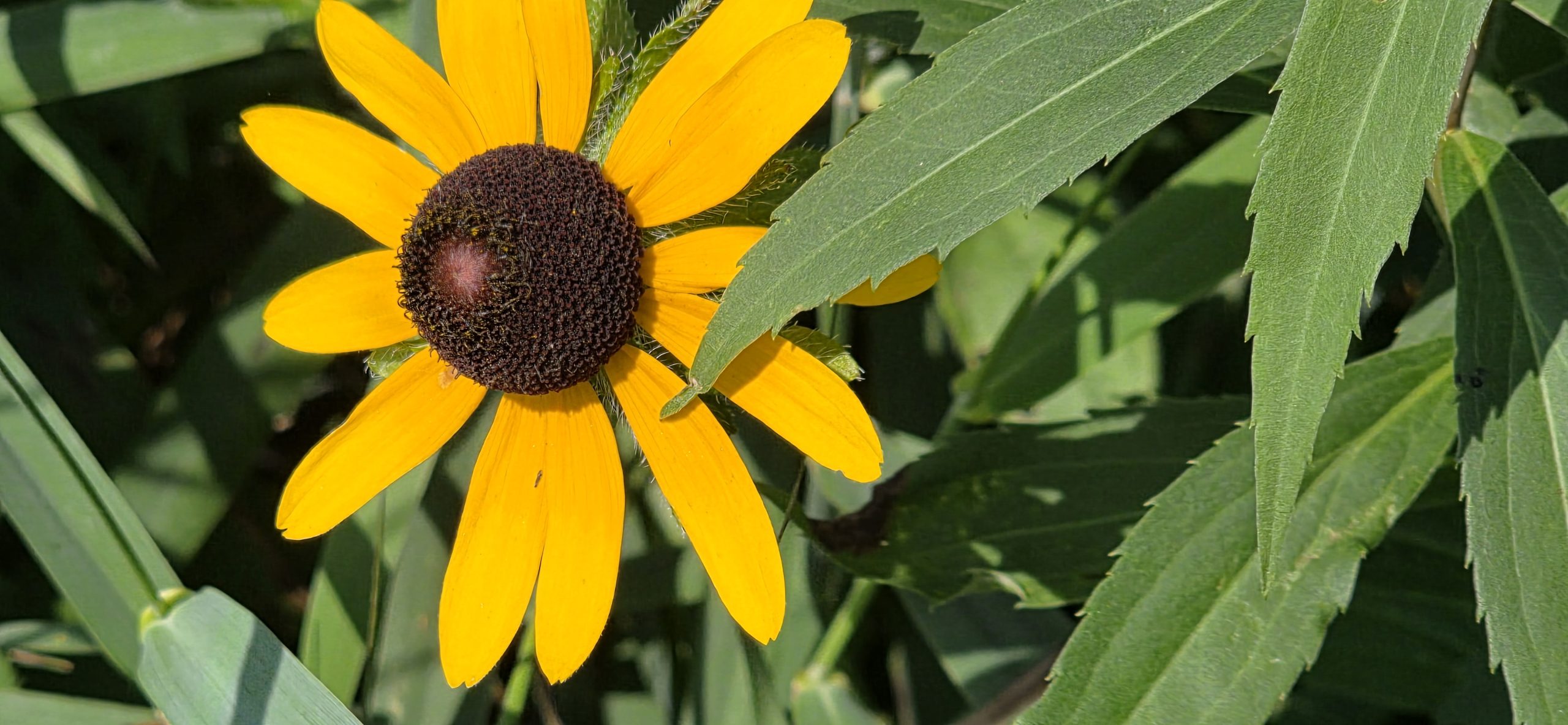 A black-eyed Susan with golden-yellow petals around a dark brown center, blooming in the prairie