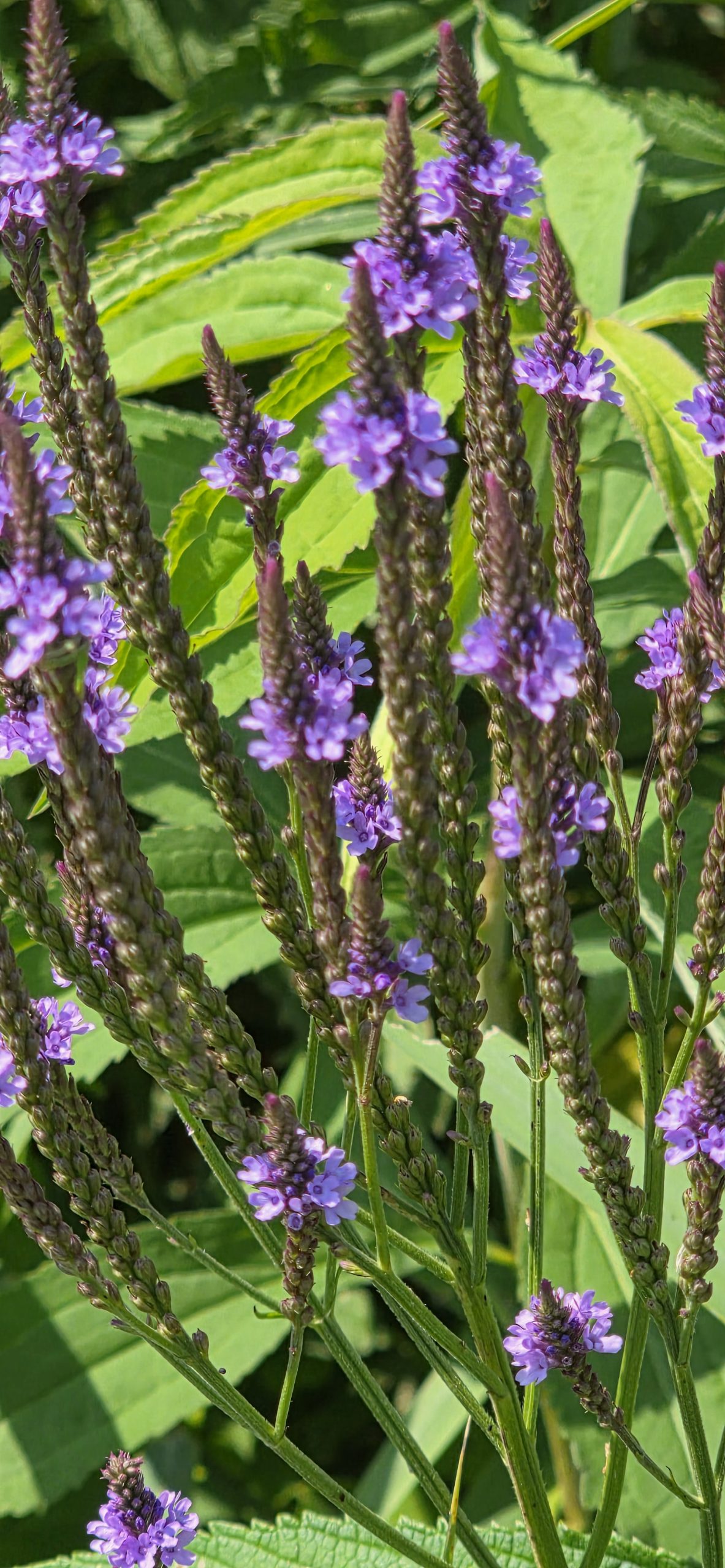 Blue vervain with tall purple flower spikes shaped like candelabras, blooming in a sunny meadow
