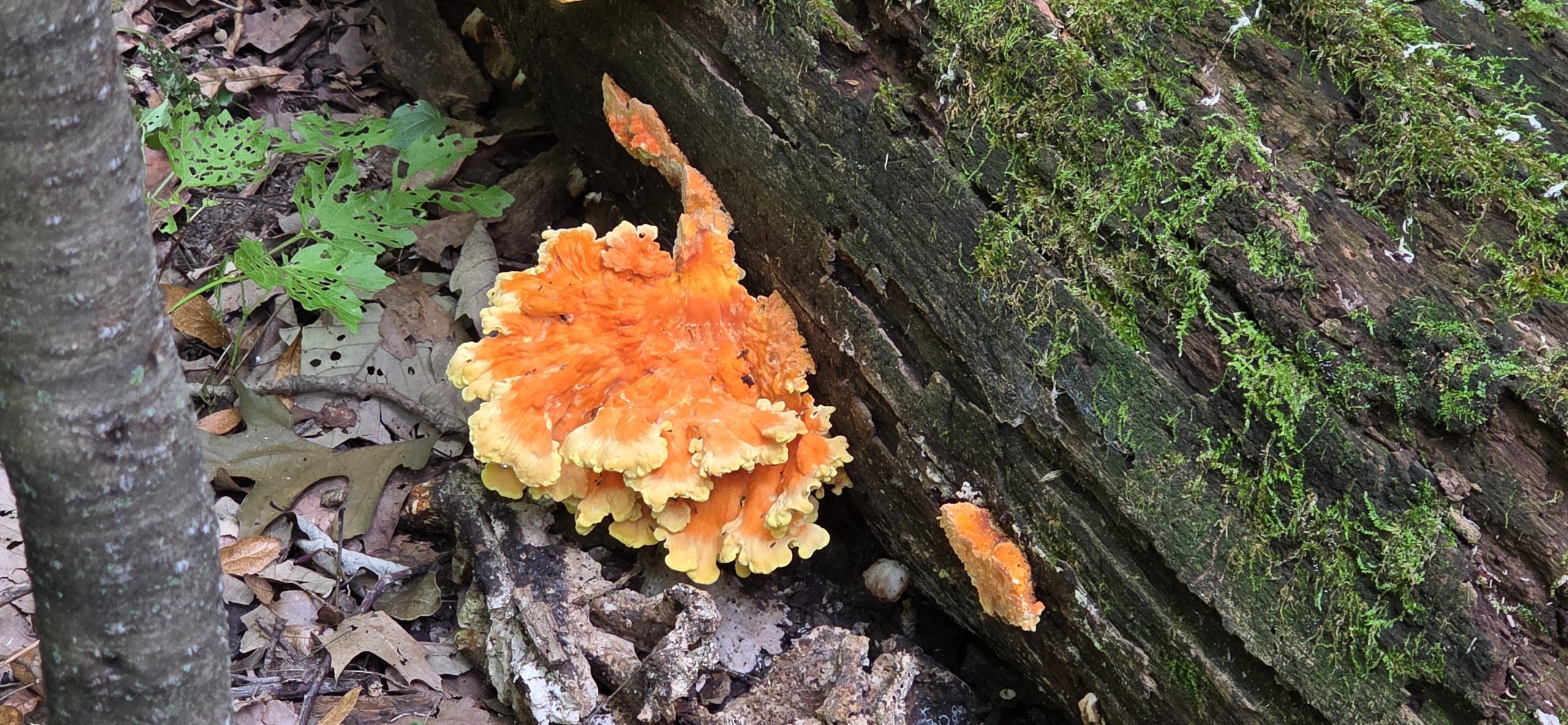 Bright orange chicken of the woods mushroom growing in ruffled fans at the base of a mossy log