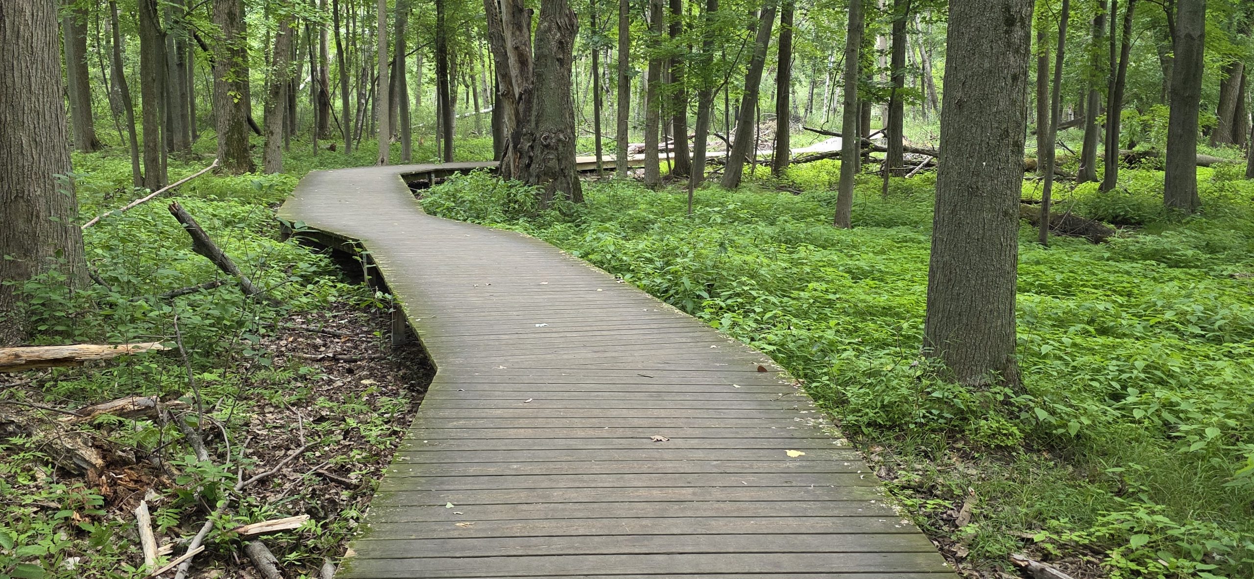 A wooden boardwalk winding through green summer woods at Heckrodt Wetland Reserve