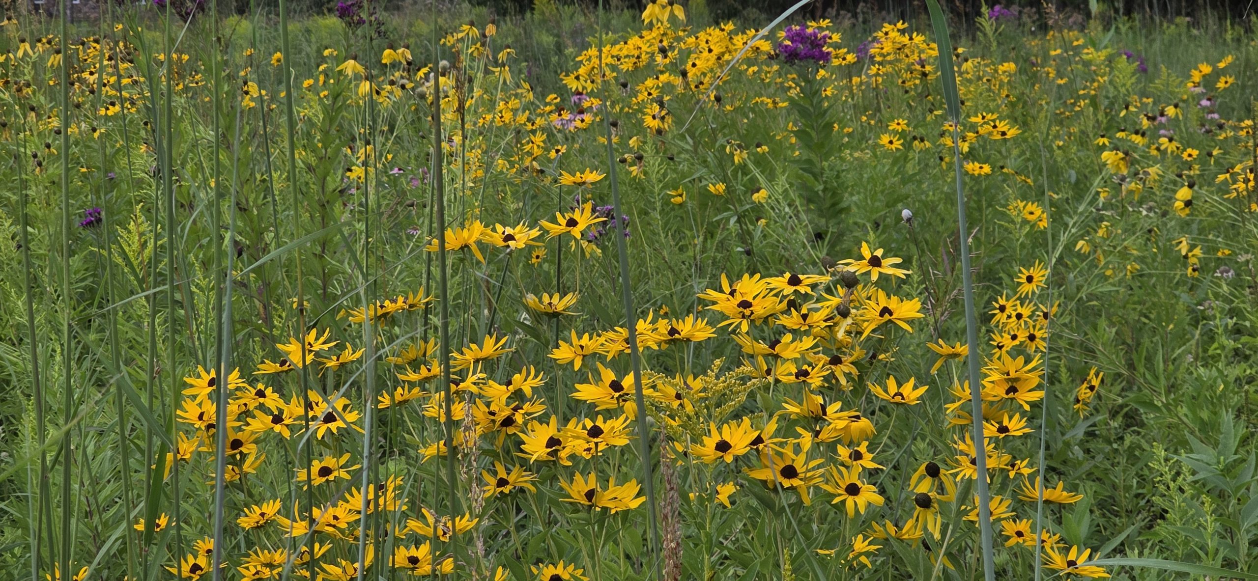 The prairie at Conservancy Park full of black-eyed Susans, purple blazing star and goldenrod