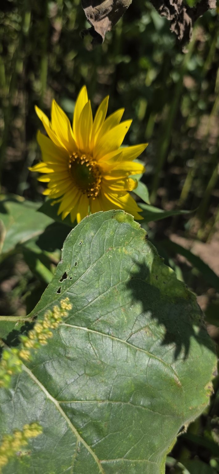 A single bright yellow sunflower in bloom at the free sunflower field on Gorges Road near New London, Wisconsin