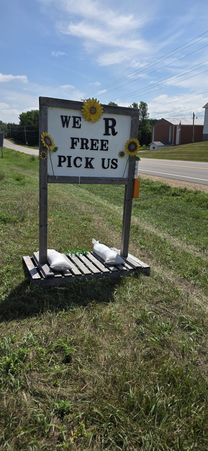 Roadside sign reading WE R FREE PICK US at the free sunflower field on Gorges Road near New London, Wisconsin