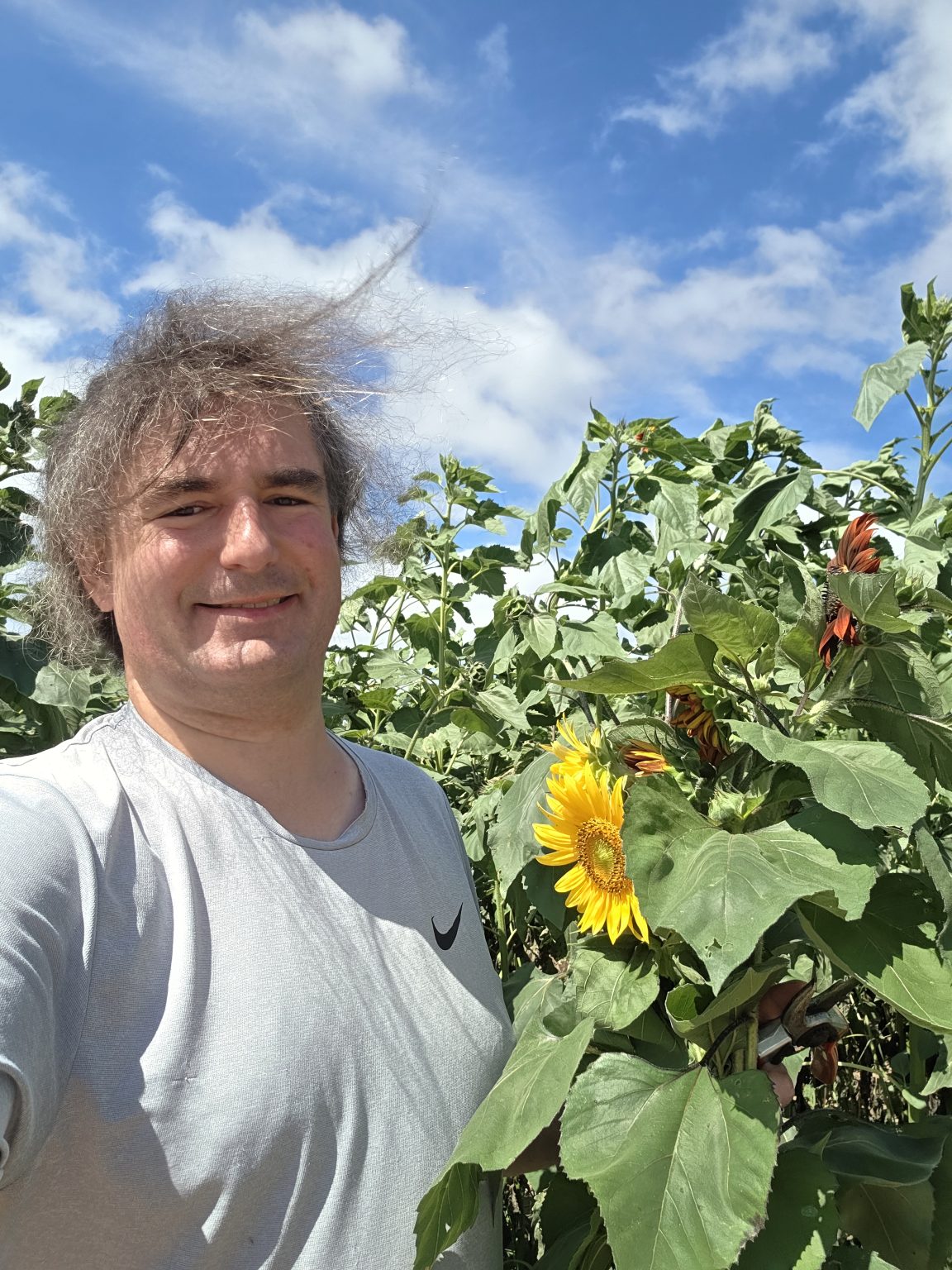 Jamie Dolan standing in the sunflower field holding freshly clipped sunflowers