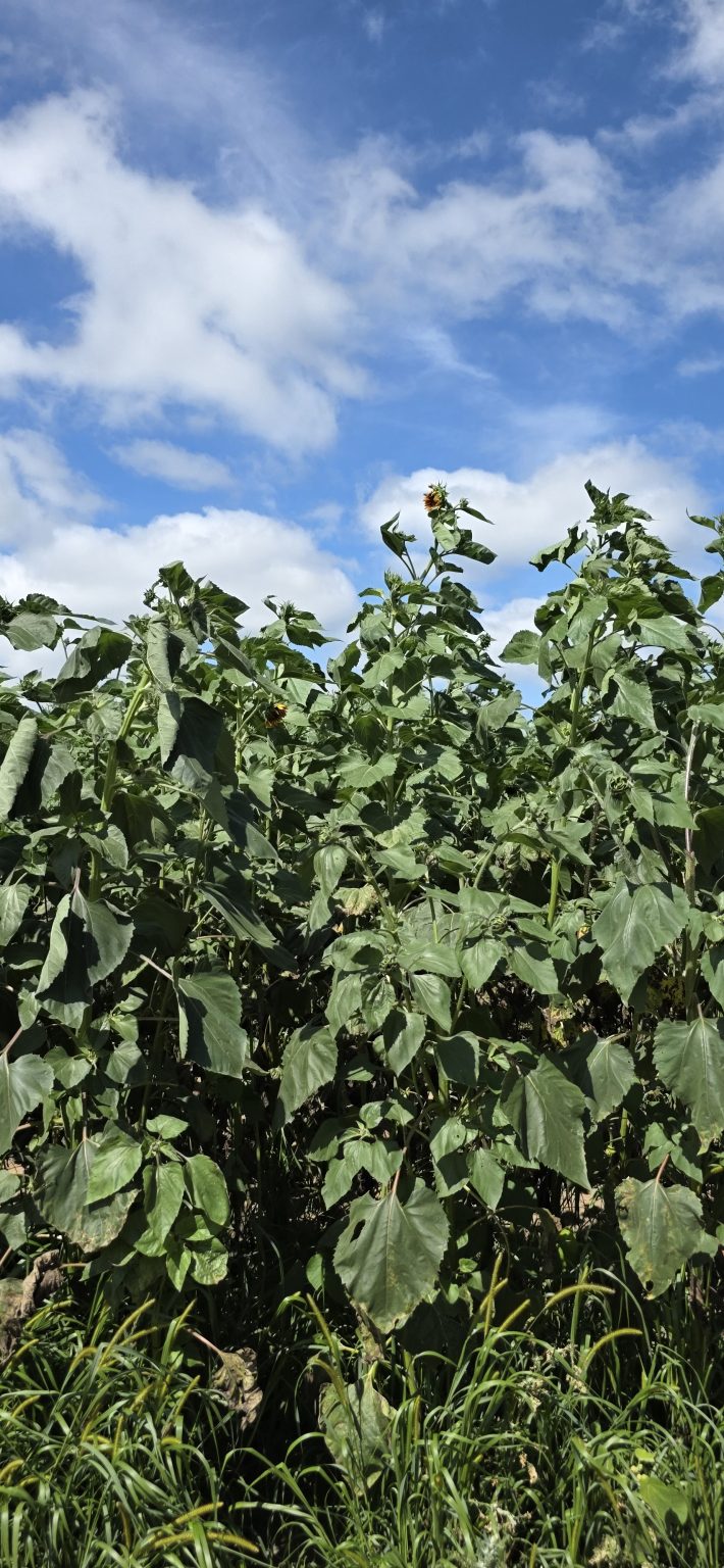 Rows of tall green sunflower plants under a blue sky at the free Gorges Road sunflower field near New London