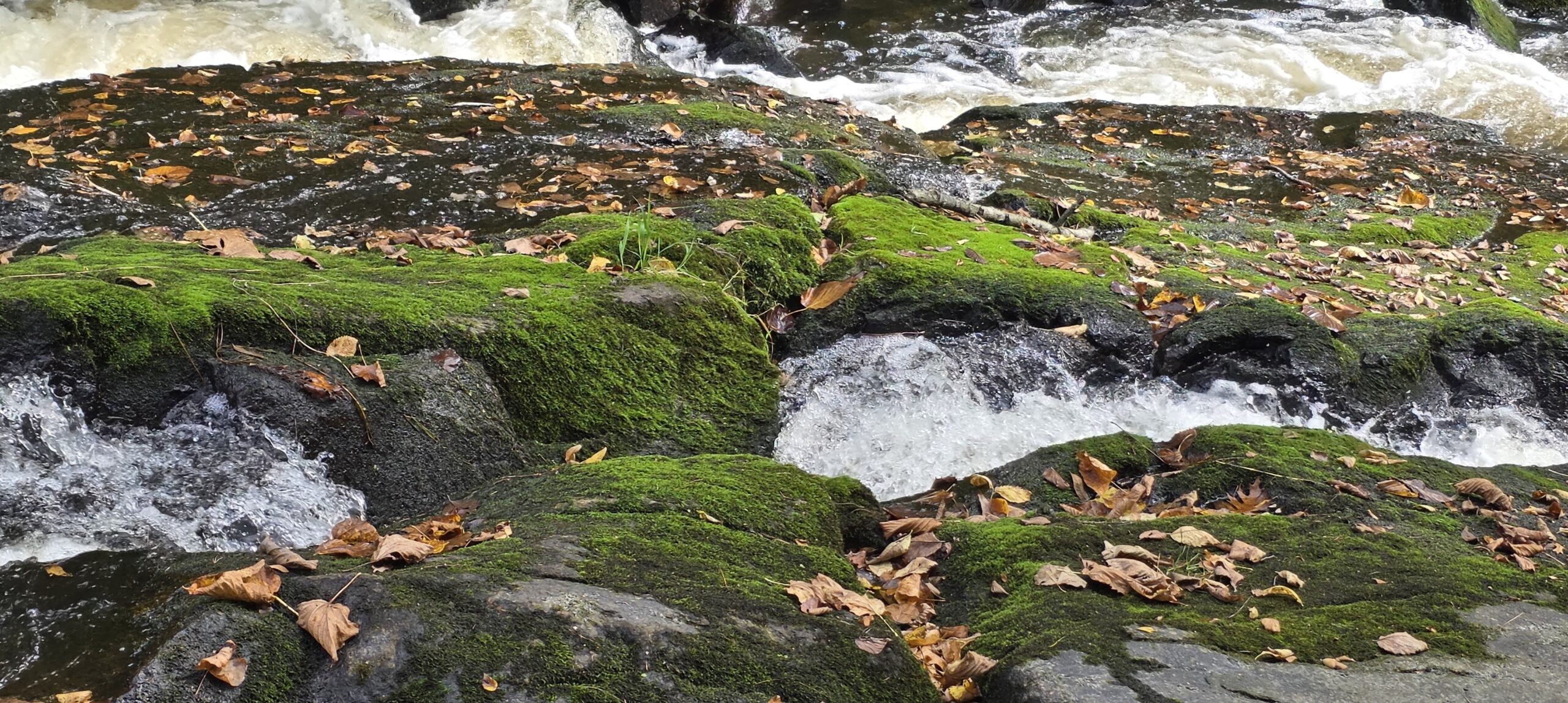 Close-up view of dark, moss-covered rocks and fallen leaves in a rushing stream of water.