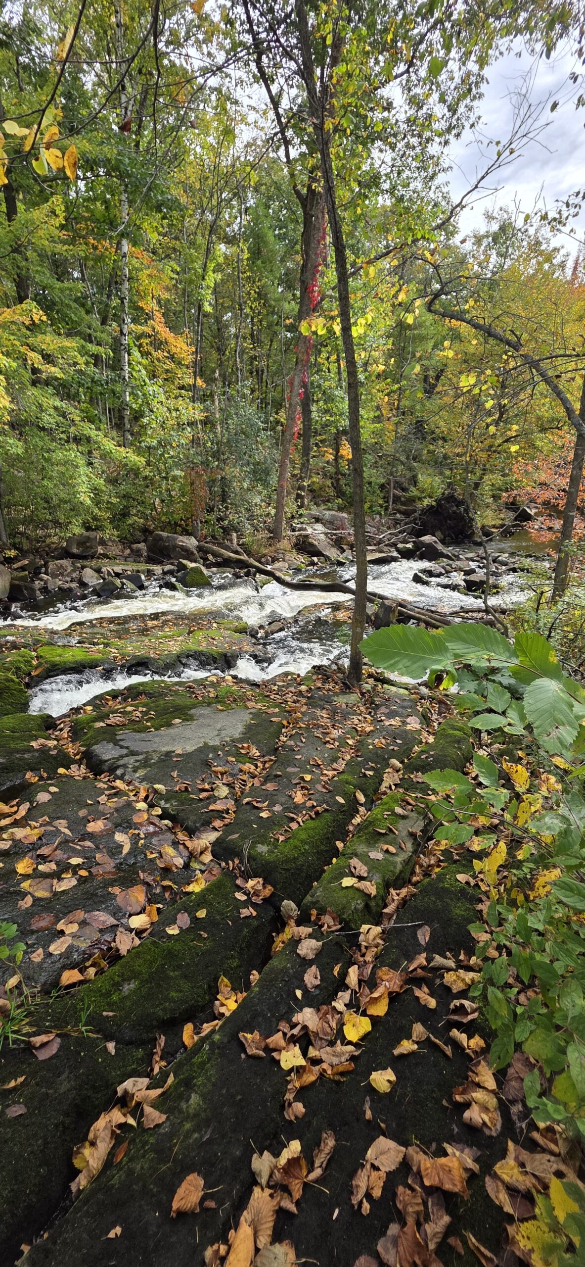 A rocky stream with rushing water flowing through a wooded area covered in fallen autumn leaves.
