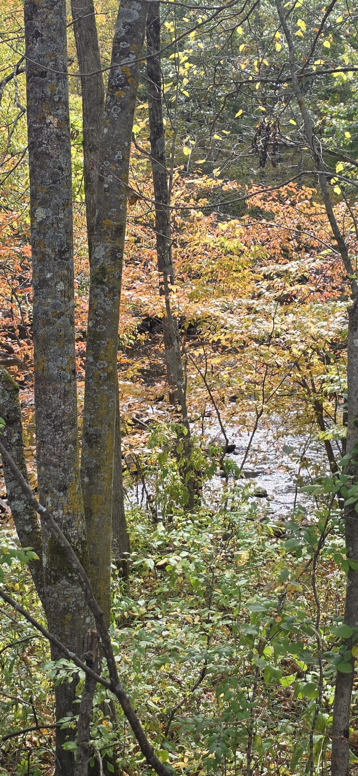 A shallow stream flowing through a dense forest with vibrant autumn foliage and foreground trees.