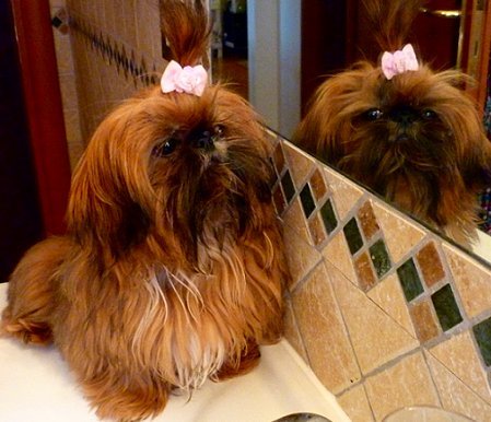 Dog of the Day for 3/11/2012 — Tiffany 9 months