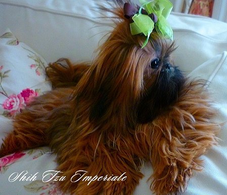 Dog of the Day for 3/11/2012 — Tiffany 9 months