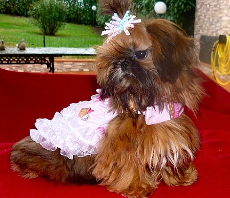 Dog of the Day for 3/11/2012 — Tiffany 9 months