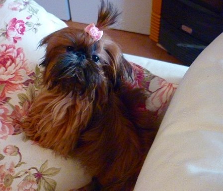 Dog of the Day for 3/11/2012 — Tiffany 9 months