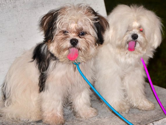Dog of The Day for 3/20/2012 — Akiko 5 months old, Chen 29 months old and Bryce 9 months old