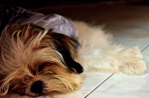 Dog of The Day for 3/20/2012 — Akiko 5 months old, Chen 29 months old and Bryce 9 months old