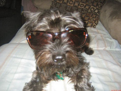 Dog of The Day for 3/27/2012 — Gir 1 year