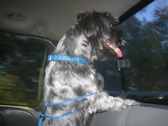 Dog of The Day for 3/27/2012 — Gir 1 year