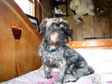 Dog of The Day for 3/27/2012 — Gir 1 year