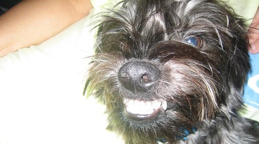 Dog of The Day for 3/27/2012 — Gir 1 year