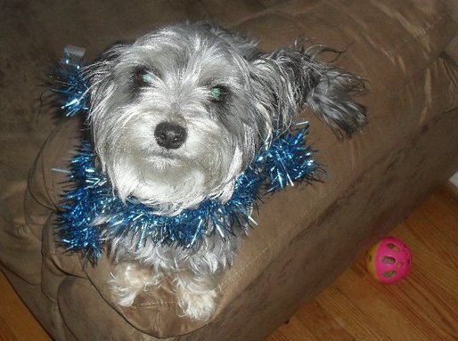 Dog of The Day for 4/16/2012 — Roxy age 4 — Yorkie Terrie