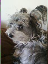 Dog of The Day for 4/16/2012 — Roxy age 4 — Yorkie Terrie