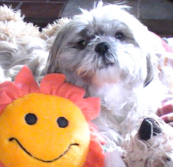 Dog of The Day for 4/17/2012 — Baron — Shih Tzu