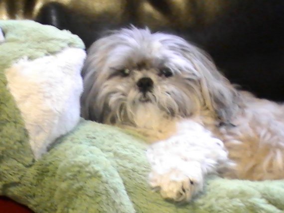 Dog of The Day for 4/17/2012 — Baron — Shih Tzu
