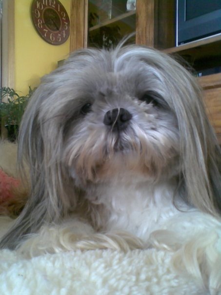 Dog of The Day for 4/17/2012 — Baron — Shih Tzu