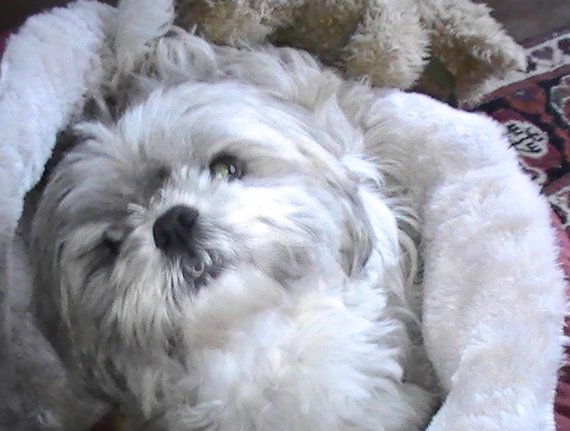 Dog of The Day for 4/17/2012 — Baron — Shih Tzu