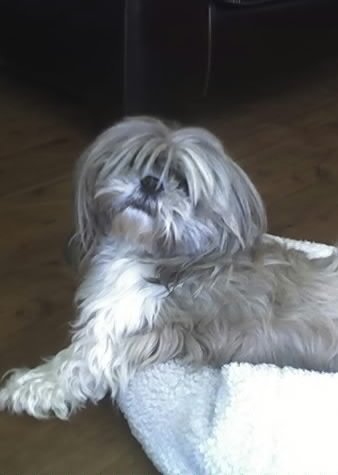 Dog of The Day for 4/17/2012 — Baron — Shih Tzu