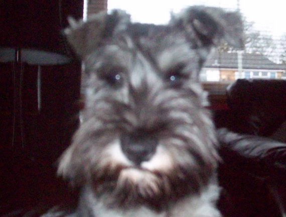 Dog of The Day for 4/20/2012 — Ozzy – Age 2 — Miniature Schnauzer