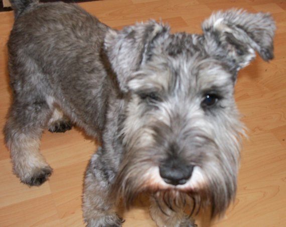 Dog of The Day for 4/20/2012 — Ozzy – Age 2 — Miniature Schnauzer